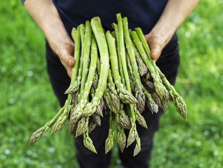 15 Fakta Menarik tentang Asparagu