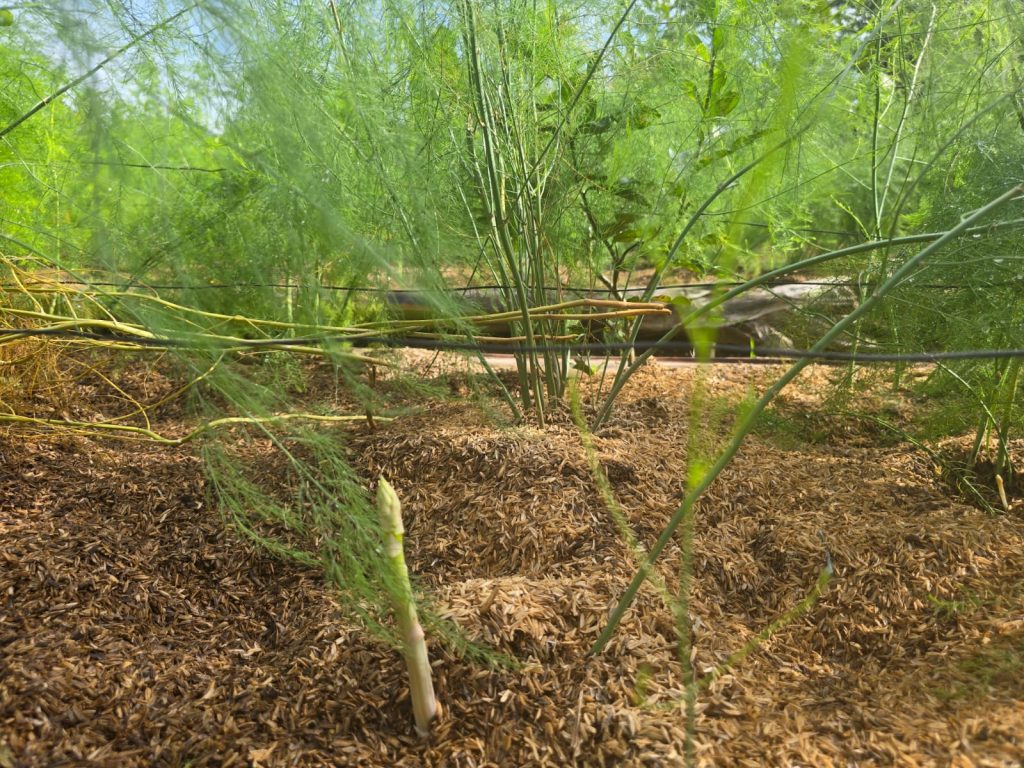 jual sayuran asparagus di Depok