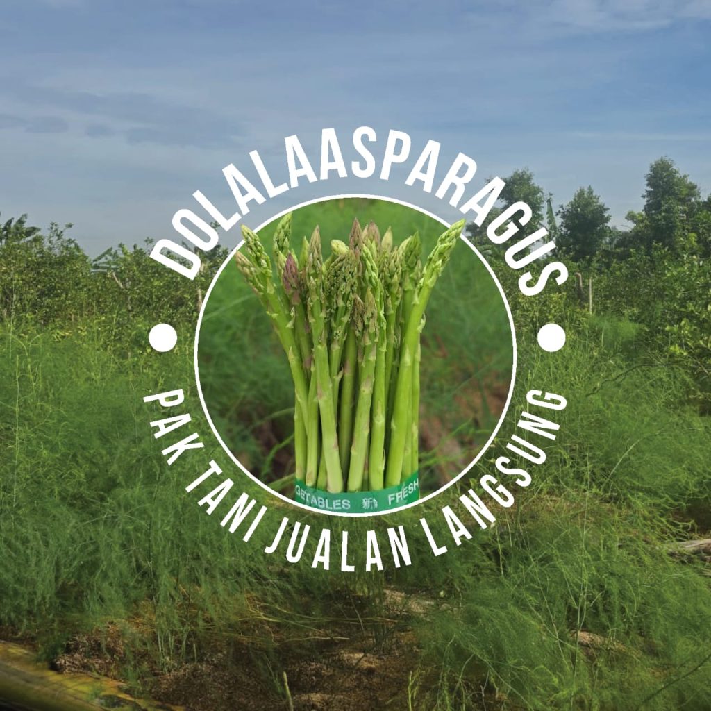  jual asparagus segar di Jakarta dengan kualitas terbaik di Dolala Asparagus.