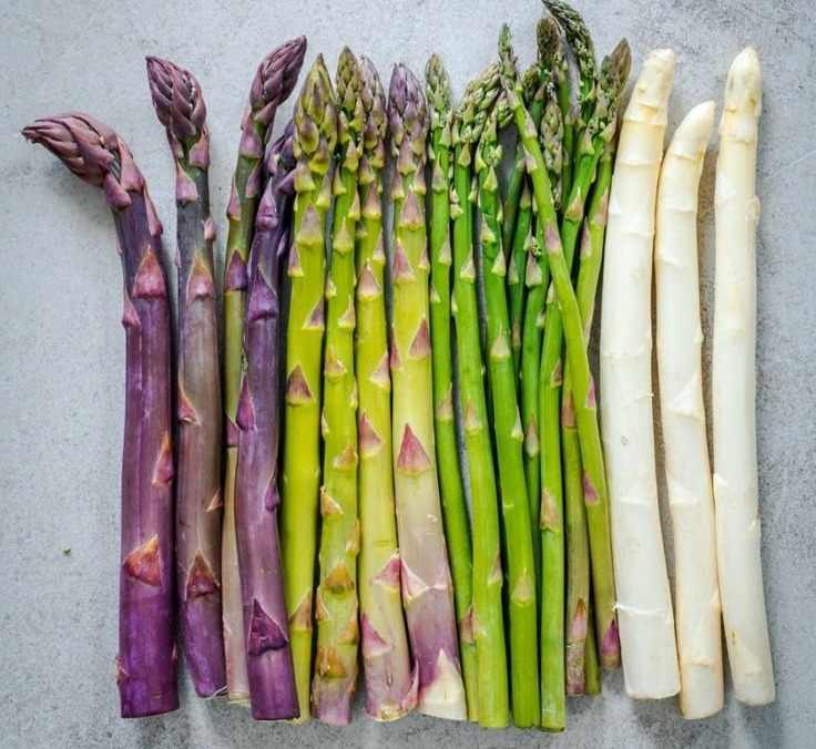 Asal-usul dan Jenis Asparagus