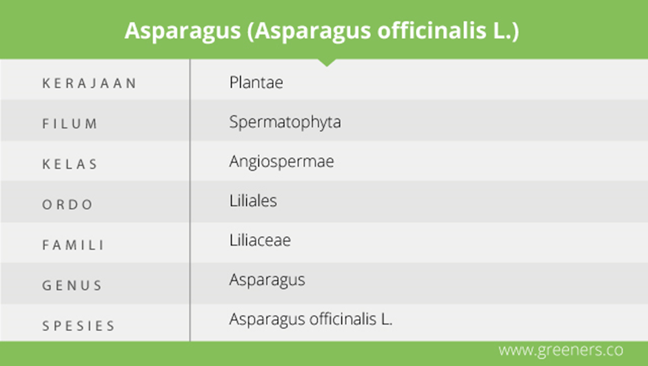 asparagus