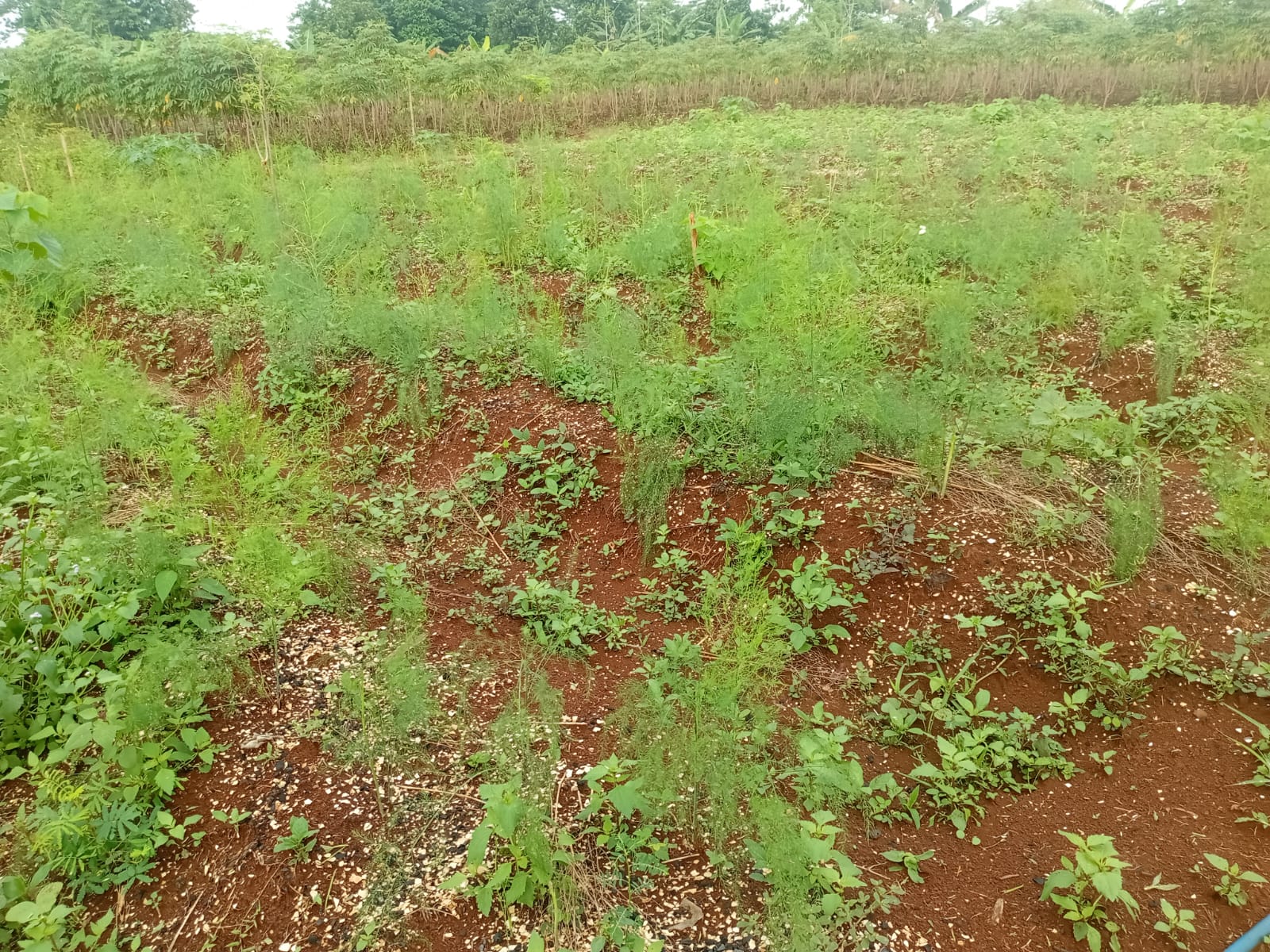 asparagus