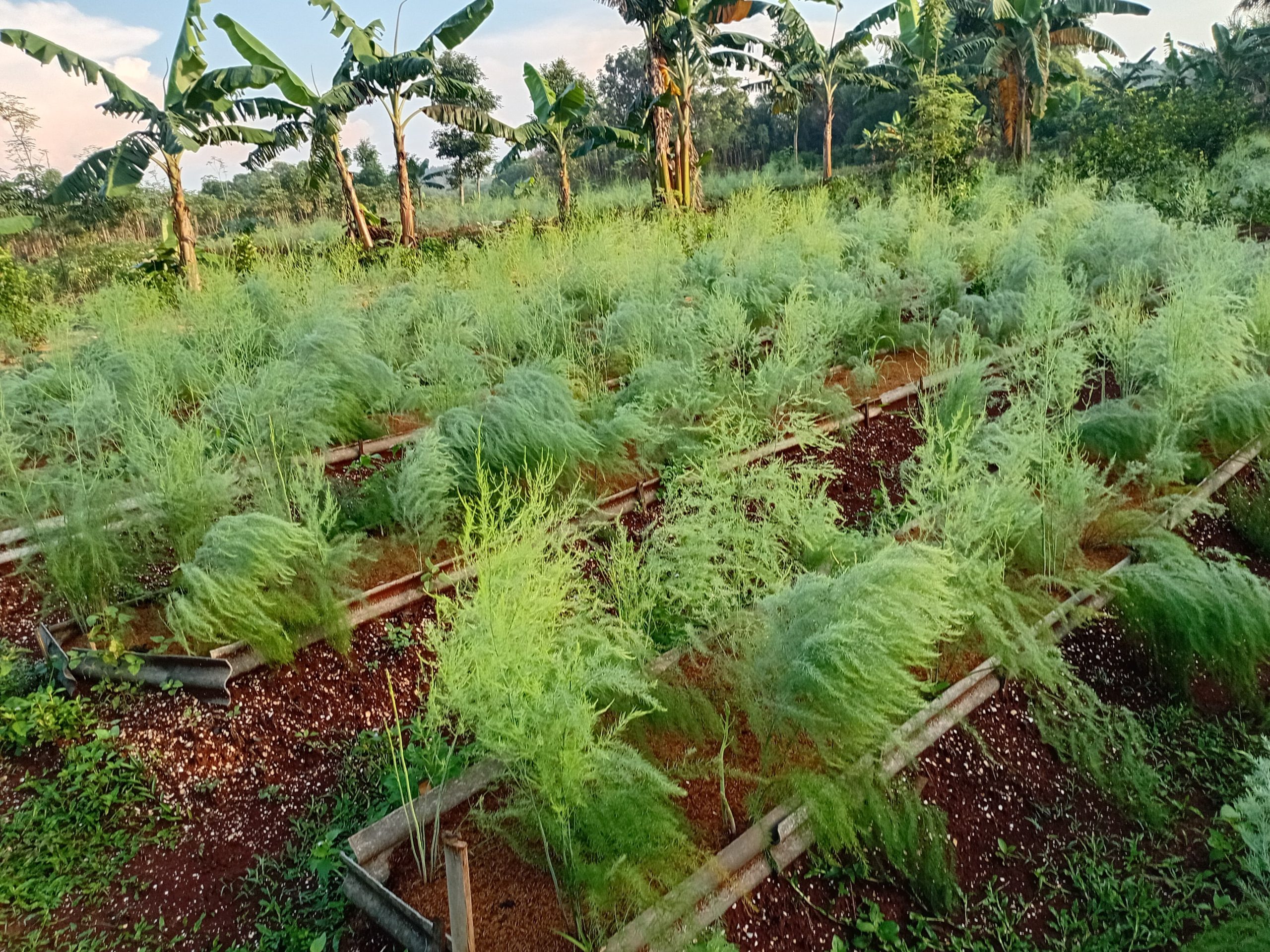 Manfaat Asparagus untuk Mencegah Pertumbuhan Sel Kanker