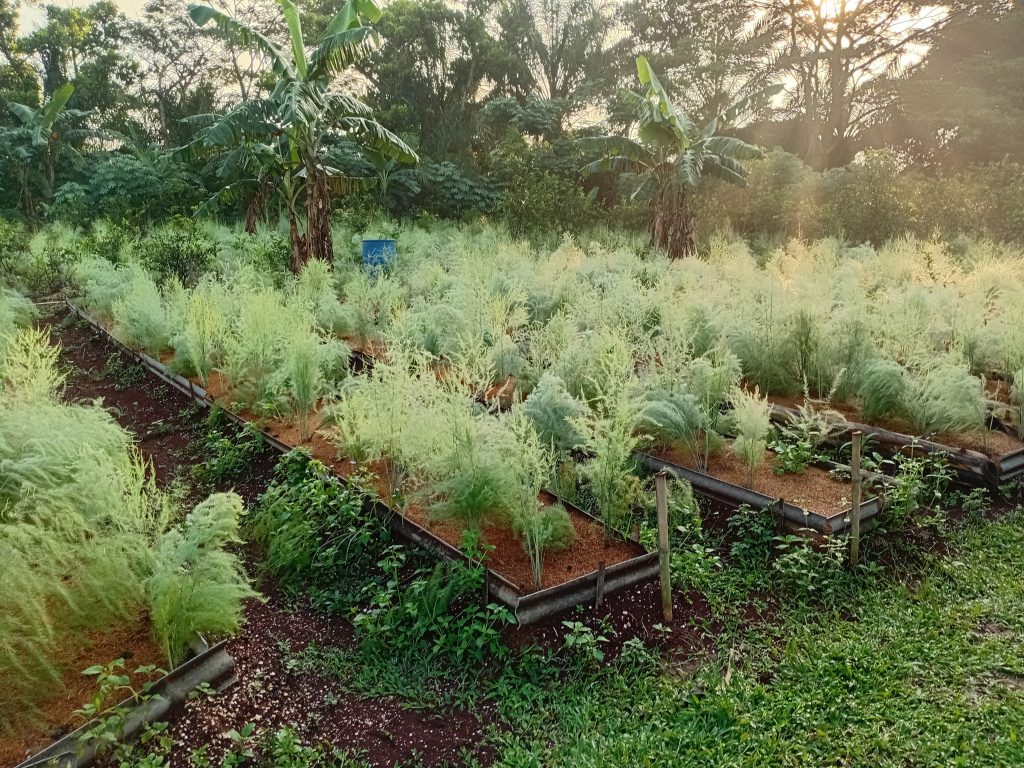 Menanam Asparagus di Dataran Rendah