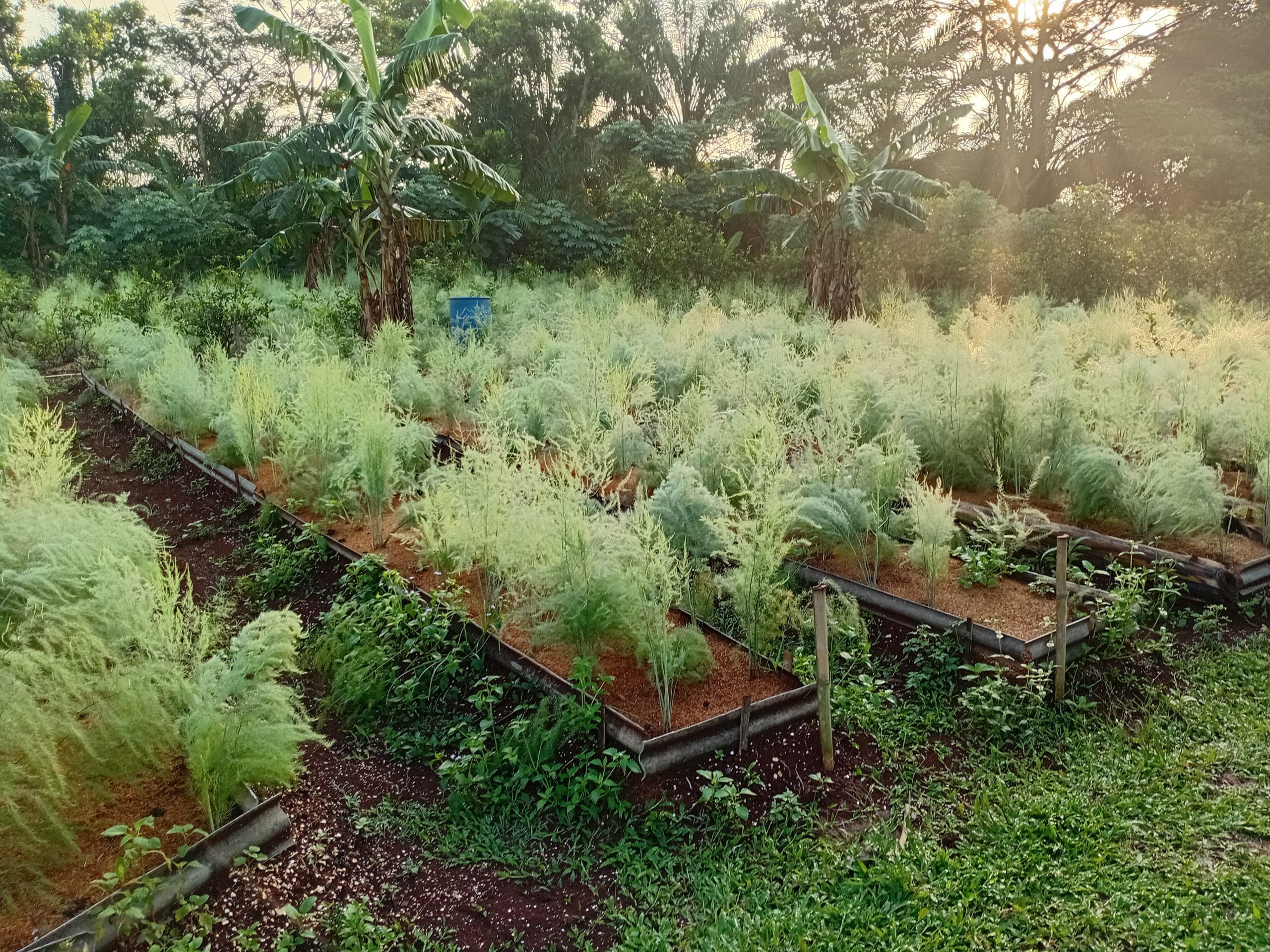 Menanam Asparagus di Dataran Rendah