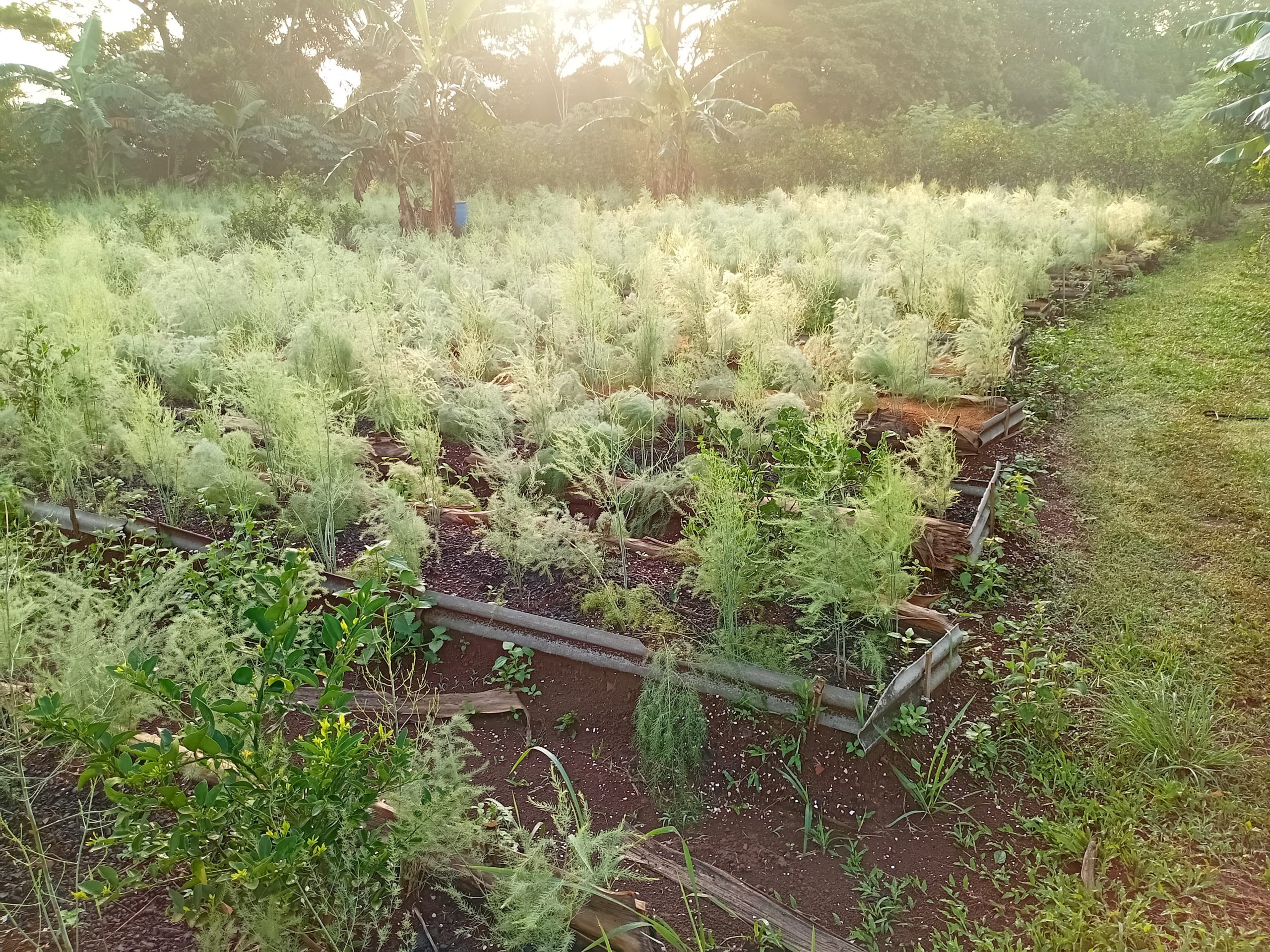 asparagus