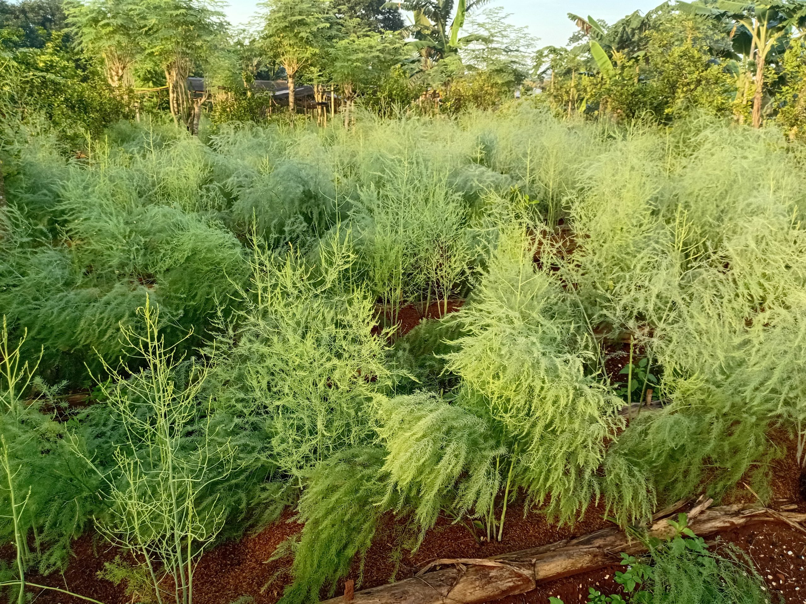 asparagus