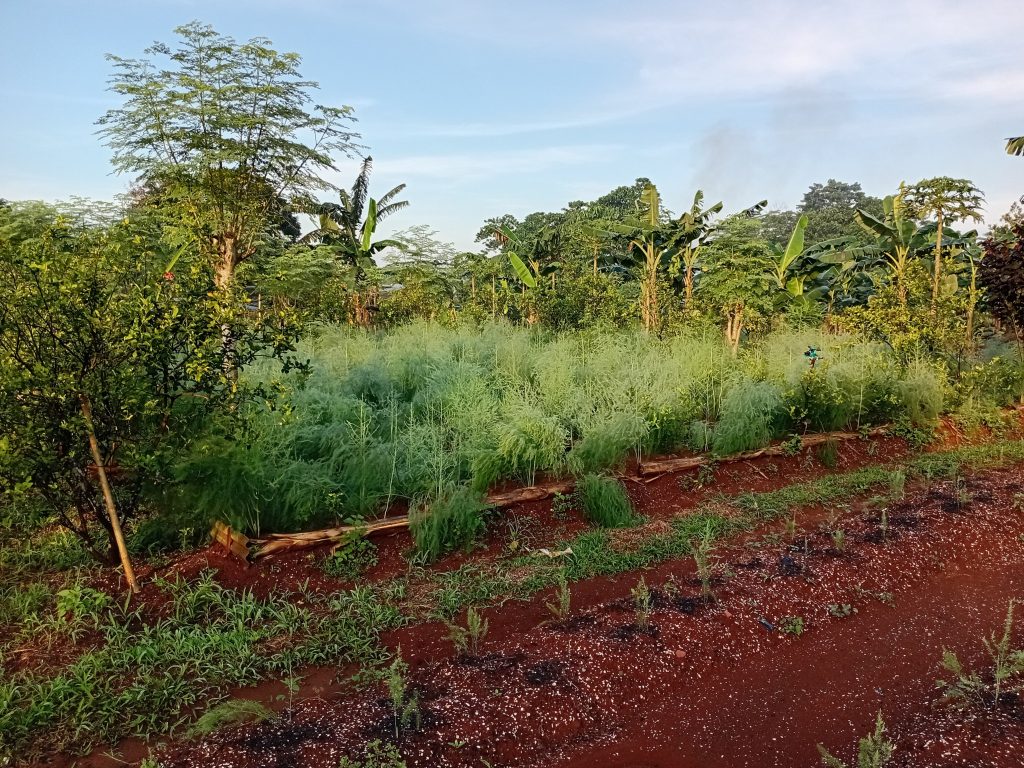 Tanaman asparagus yang bermanfaat untuk kesehatan jantung