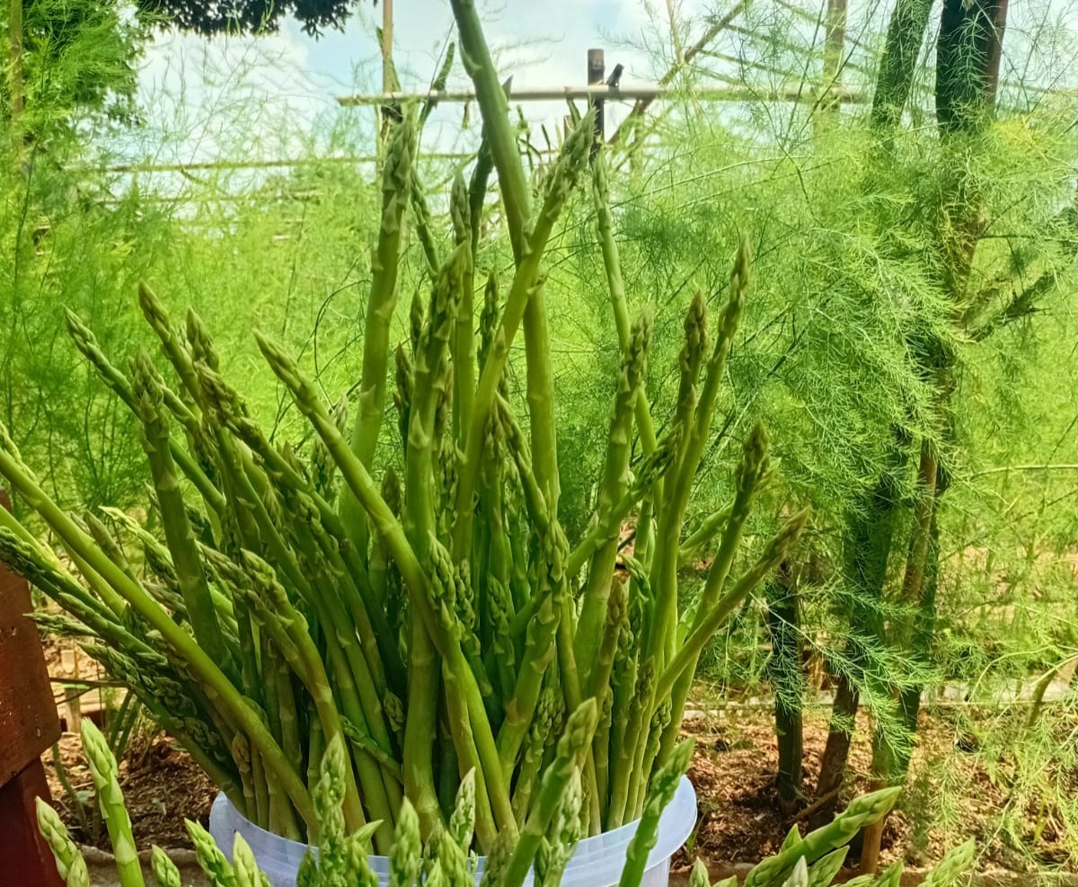 Manfaat Asparagus untuk Mata
