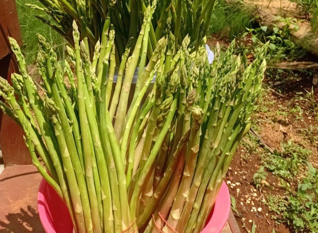 Tiga Cara Pilih Asparagus yang Bagus