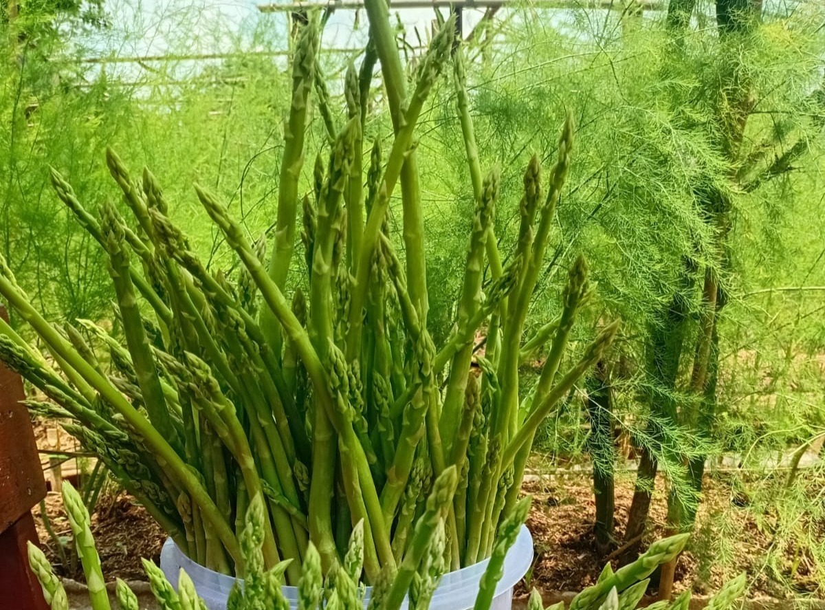 Ciri-ciri asparagus