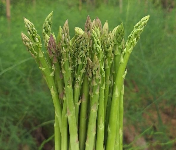 Asparagus Menurunkan Gula Darah
