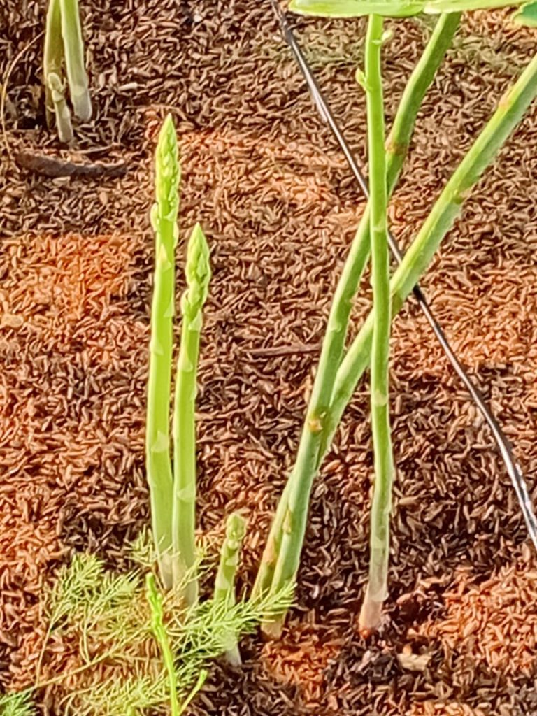 Budidaya Asparagus di Dataran Rendah (Dok: Dolala Asparagus)