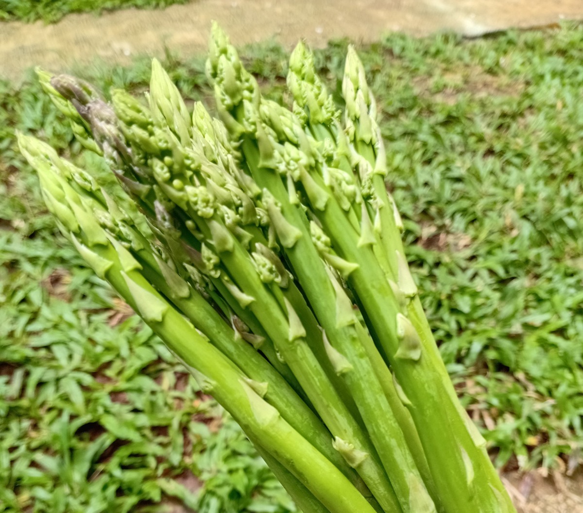 Asparagus Sayuran Sehat dan Kaya Manfaat