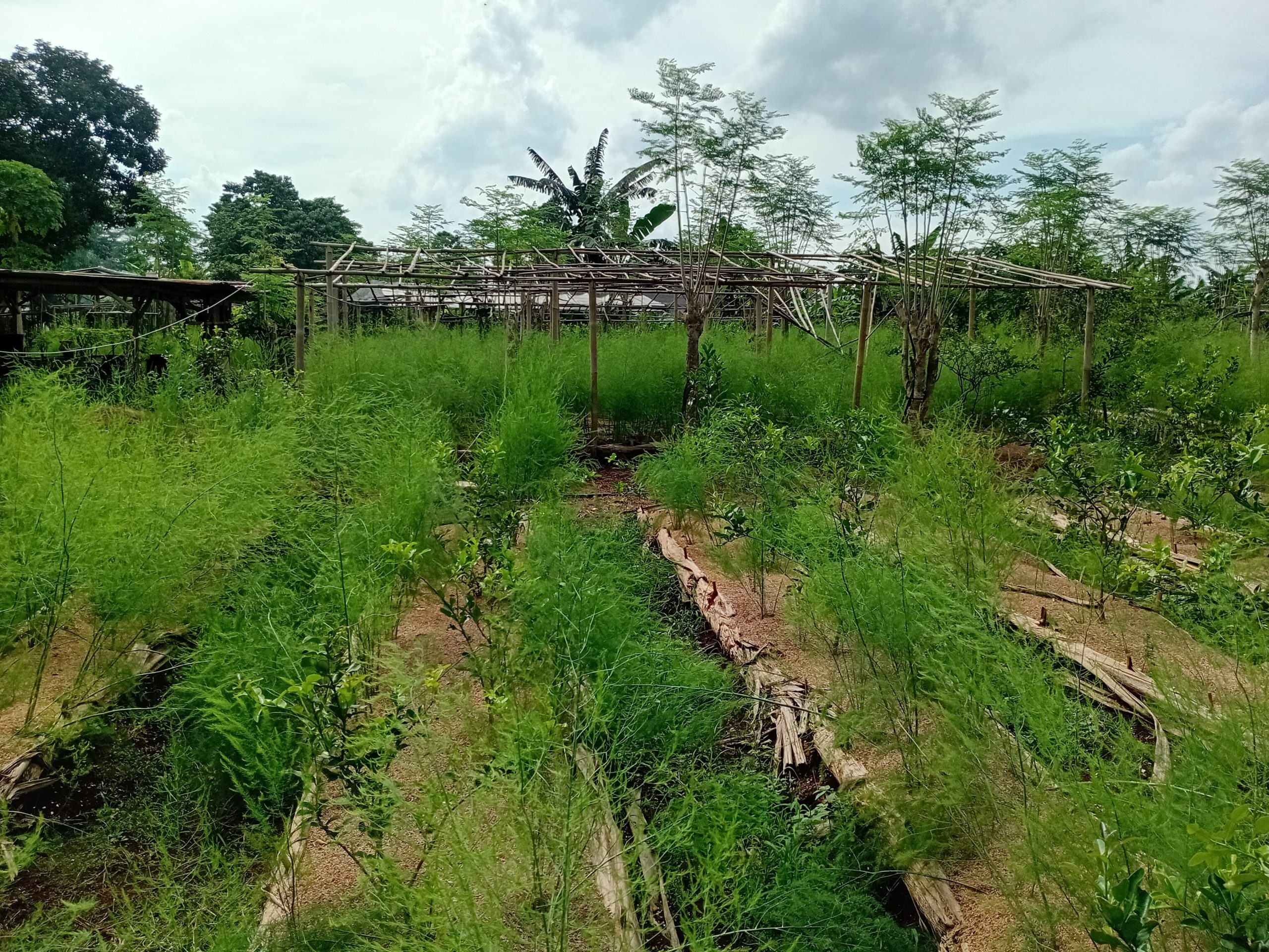 Menanti Panen Asparagus