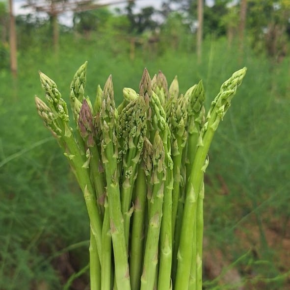 Sejarah Tanaman Asparagus.