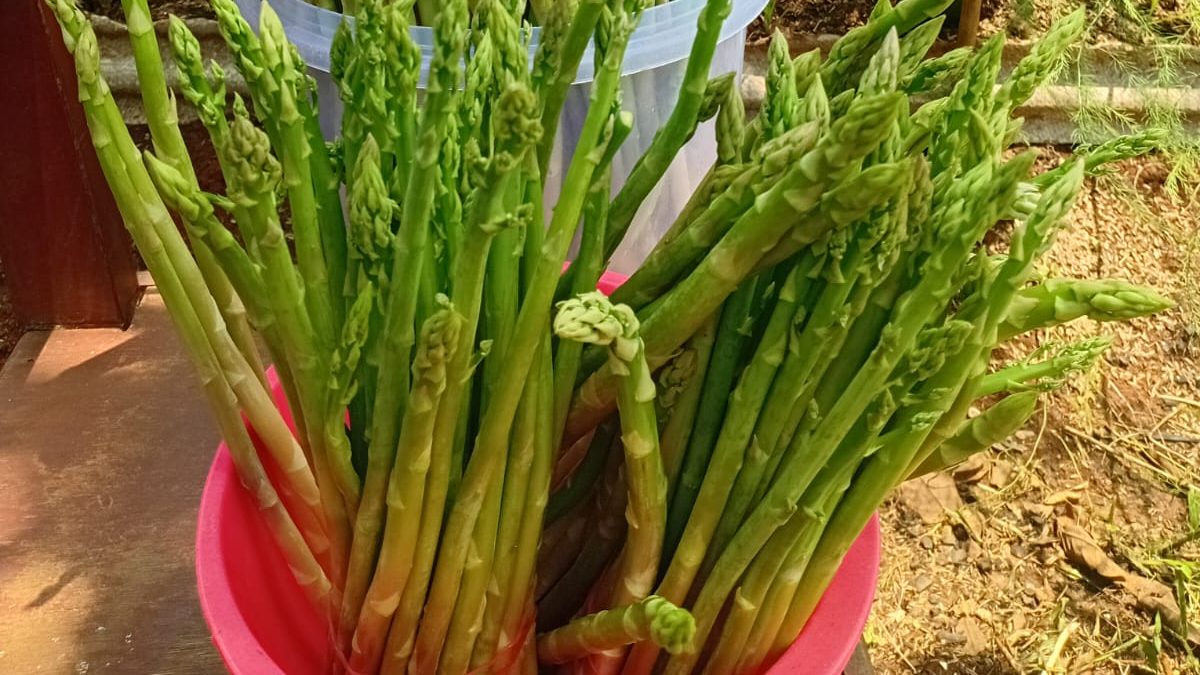 Manfaat Asparagus Kaya Akan Folat dan Vitamin B untuk Kesehatan Mental