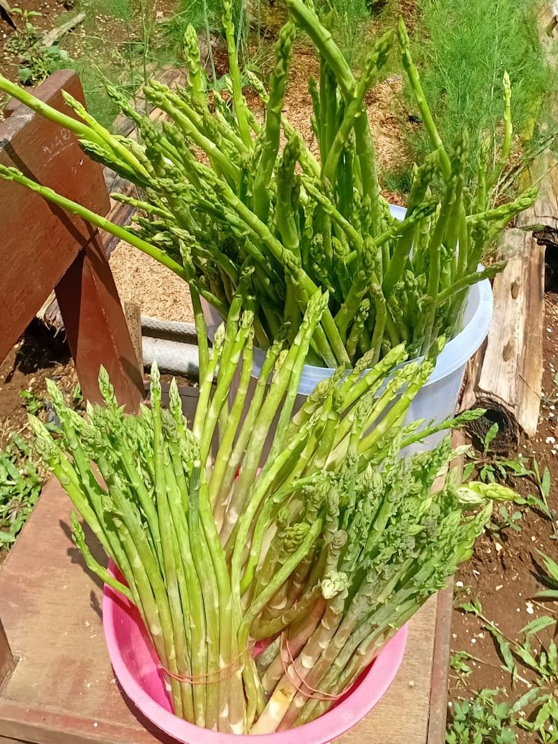 Tiga Cara Simpan Asparagus agar Tidak Cepat Busuk
