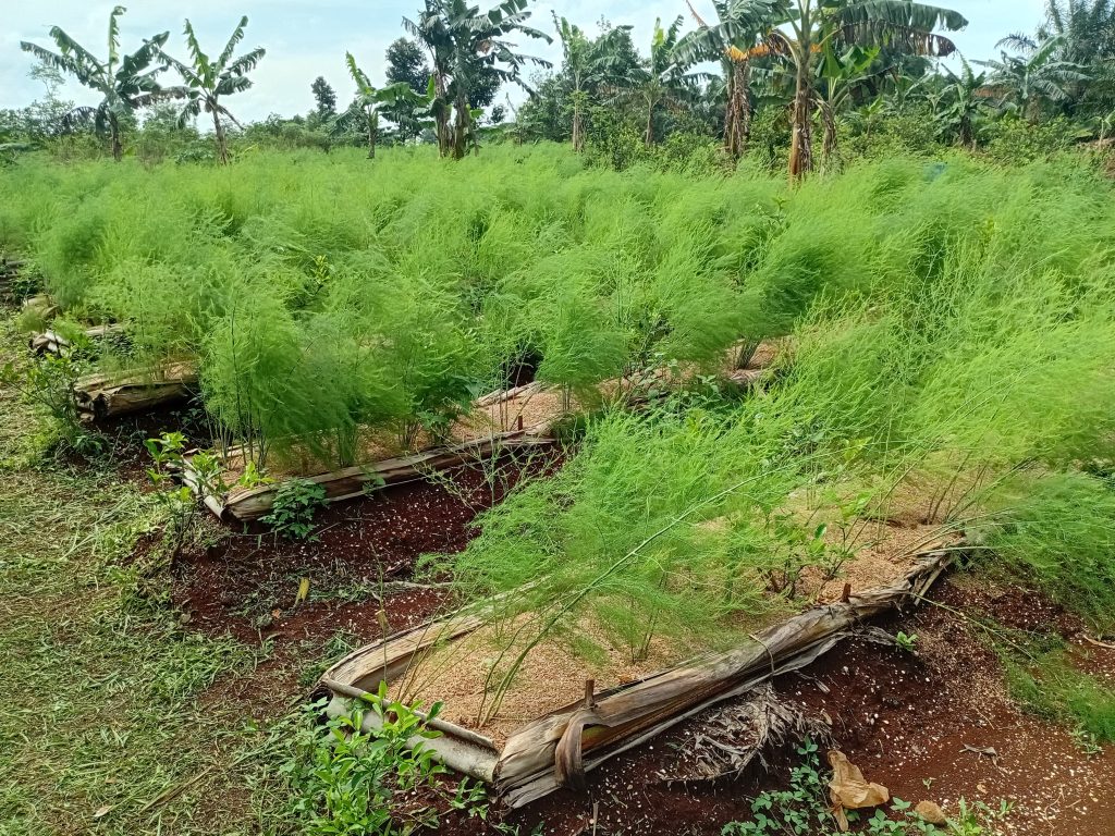 Cara Menanam Sayuran Asparagus