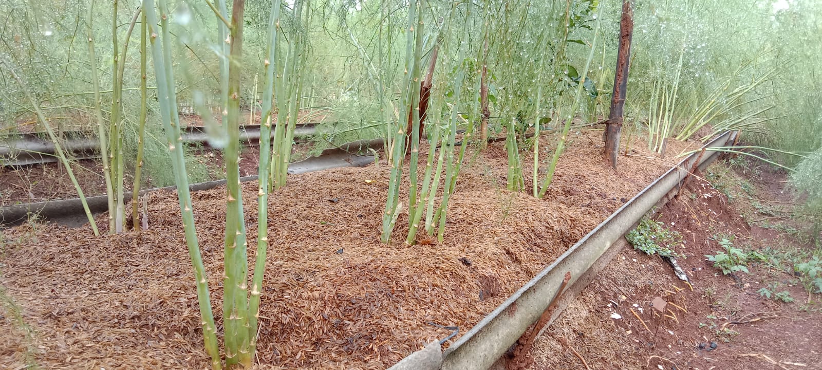 Rasa Asparagus Berdasarkan Jenisnya