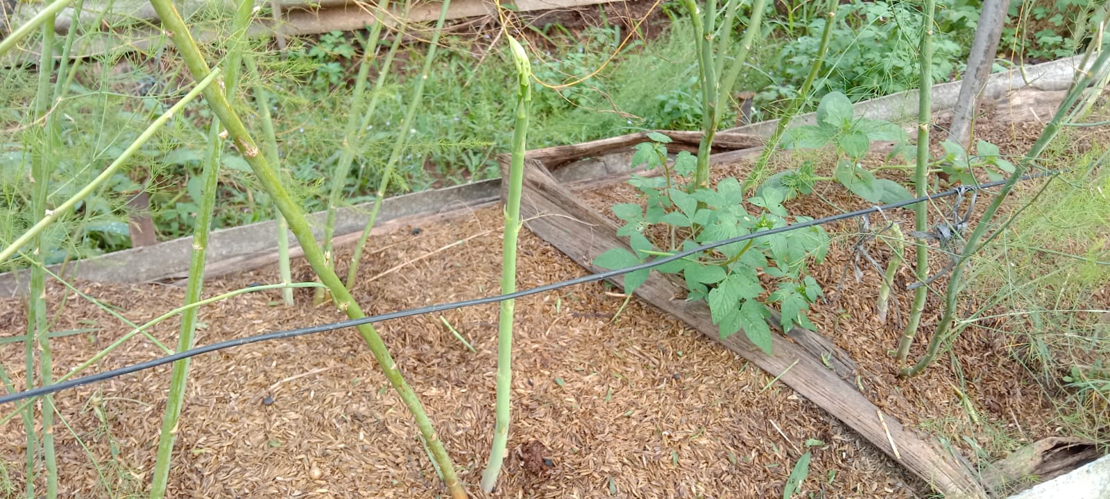 Asparagus Kualitas A, B, dan C