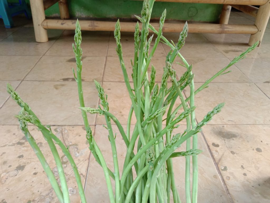 Asparagus Bisa Mencegah Anemia