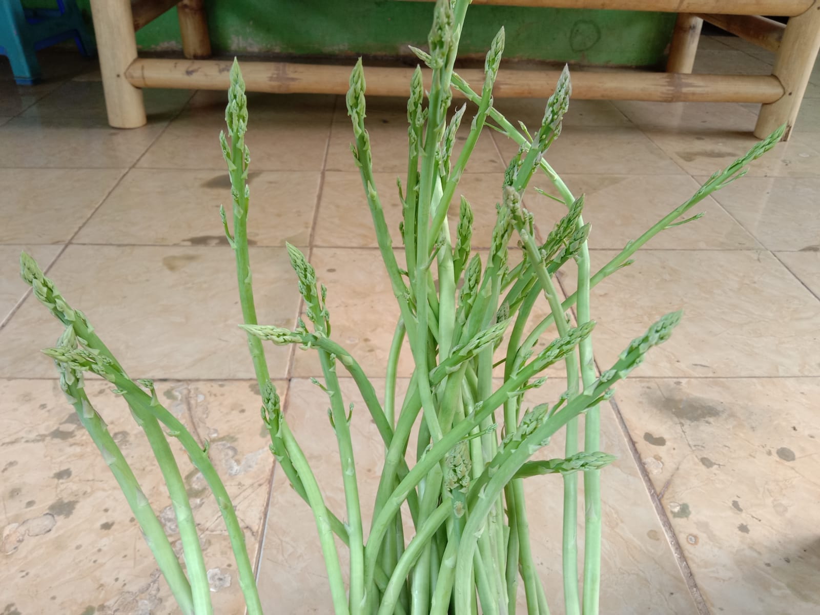Asparagus Bisa Mencegah Anemia