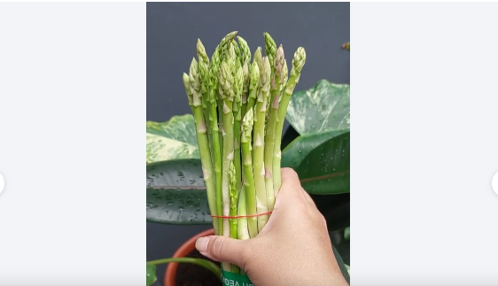 Manfaat Hebat Asparagus untuk Redakan Alergi