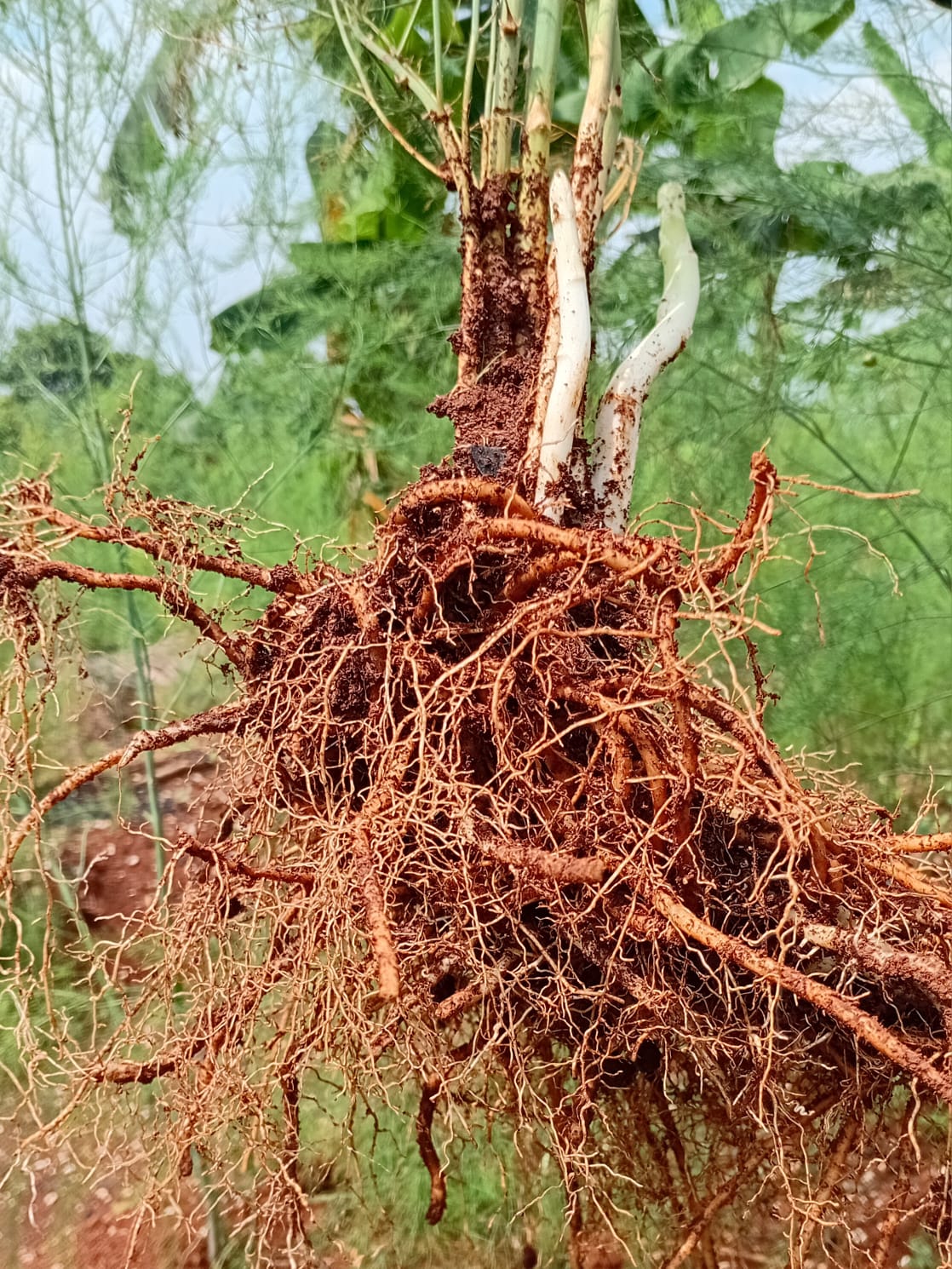 Bibit Bonggol Asparagus