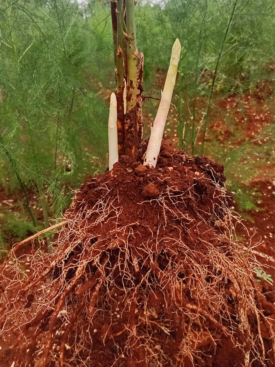 Bibit Bonggol Asparagus